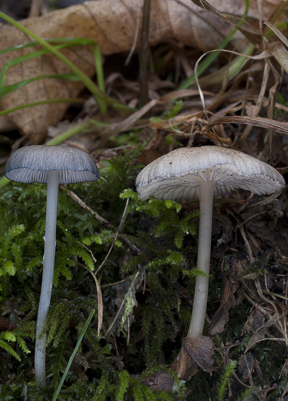 Entoloma querquedula